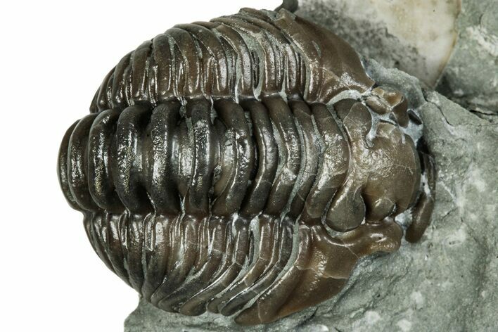 Curled Flexicalymene Trilobite Fossil - Indiana #289993